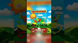 &ldquo;Plant Life Processes Models of Transport, Photosynthesis & Growth&rdquo; #shorts #shortsfeed #foryou