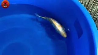 Breeder Oyama - Kaede - 52 cm