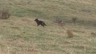 Achtung, nichts f&uuml;r schwache Nerven!!! Insgesamt werden 4 Tiere erschossen