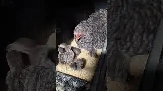 galinha criando filhote de perdiz