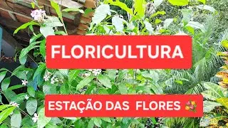🌹🌹VAMOS COMIGO NA FLORICULTURA🌺🌷🌹🪷 ESTAÇÃO DAS FLORES 💐 💐 💐 💐 