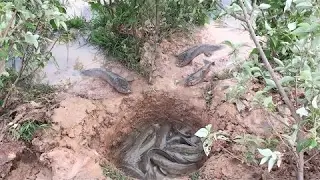 Amazing Deep Hole Fishing Trap, A Man Catching Big Fish With Deep Hole Fishing Trap, Cambodia Fish