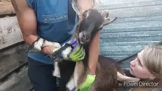 ВСТАЛ ЖЕЛУДОК У КОЗЫ?/ЧЕМ ЛЕЧИТЬ?