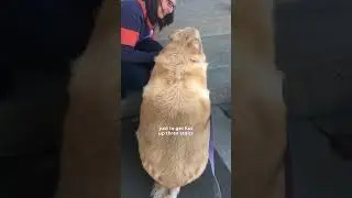 173-Pound Golden Retriever Can Finally Play At The Dog Park | The Dodo