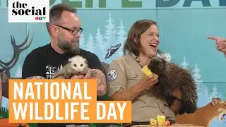 Wildlife Rescue! Saving Canada's Animals + Tips from Experts | The Social