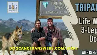 Be More Dog on Dog Cancer Answers from Dog Podcast Network with Tripawds Founders