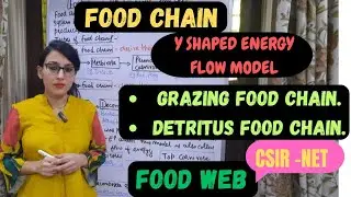 Food Chain || Types of Food Chains || Y- Shaped Energy Fow Model || Food Web
