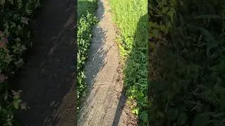 Red Clover vs. Poison Ivy | Easley Bridge Rd, Greenville  人生隐喻？红三叶草与毒葛之路 | 格林维尔县Easley Bridge公路旁