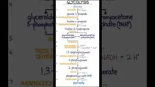 Glycolysis #biochemistry#glycolysis #biochemistrynotes #nursingstudent #education #ytshorts #shorts