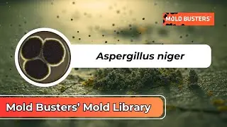 Aspergillus niger - Mold Buster's Mold Library