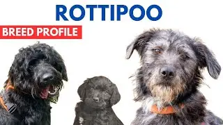 Rottipoo Breed Profile History - Price - Traits - Rottle / Rottiedoodle  Grooming Needs - Lifespan