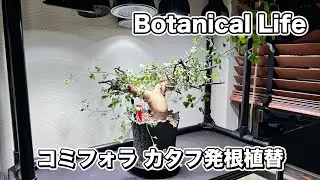 【Botanical Life】　コミフォラ カタフ 発根したので植替えます！