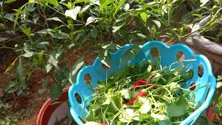 Brahmi leaves curry ####