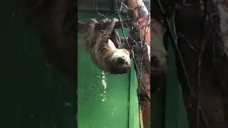 Sloth Hanging Around #shorts #animals #sloth #nature