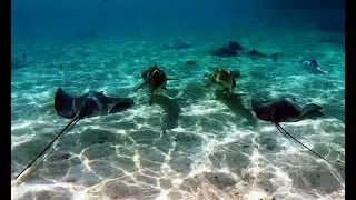 Below the waters of Bora Bora, French Polynesia