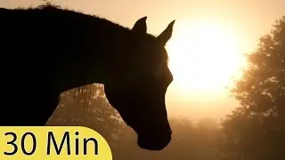 30 Minute Sleeping Music, Calm Music, Insomnia, Sleep Therapy, Meditation, Study, Spa, Sleep, ☯131B