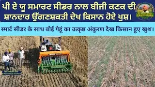The Excellent Germination Of Wheat Sown With Smart Seeder Without Straw Burning, Farmers Are Happy..