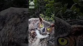 Great horned owls making crazy faces | #shorts