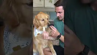 Dog Taste Test! #shorts #dog