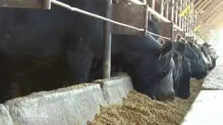 Do cattle think like humans?
