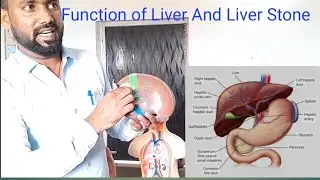 Function of Liver And Liver Stone