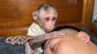 Monkey Nana was heartbroken to see her father sick.