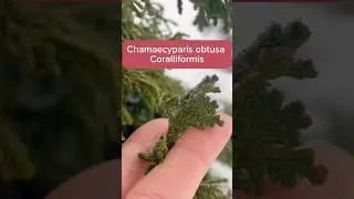 Chamaecyparis obtusa Coralliformis 🌲 в зимнем САДУ #conifers #хвойныйсад