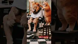 cat and lion funny story#shorts #shortvideo #short #viral #viralvideo #comedy #catvideos