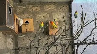 Love birds colony | birds life | birds home