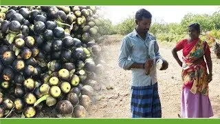 How to cut Indian Palmyra fruit