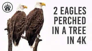 Breathtaking Sight: Watch Two Majestic Bald Eagles Perched High on a Tree!