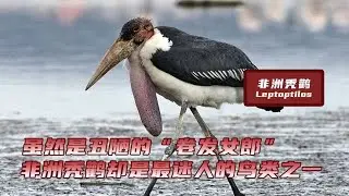 A red meat sac walks and shakes, but the African bald stork has become the most charming bird on ...