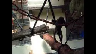 Monkey World's Woolly Monkey Update & Appeal for Rope Toys!