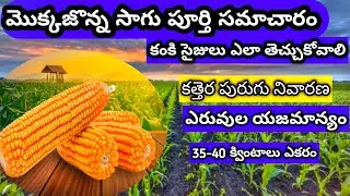మొక్కజొన్న సాగు పూర్తి సమాచారం కంకి సైజులు ఎలా తీసుకురావాలి,కత్తెరపురుగు,మరియు ఎరువులయాజమాన్యం#maize