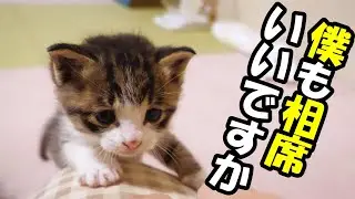 котенок садится к маме на колени