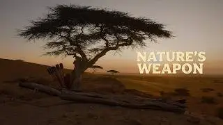 The Quiver Tree: Why Indigenous Peoples Used This Succulent for Hunting