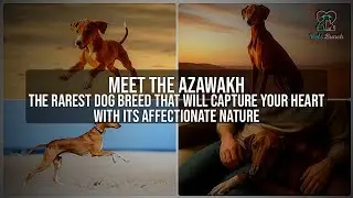 Meet the Azawakh: The Rarest Dog Breed with an Affectionate Heart