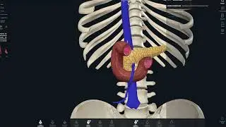 🩻 TC de abdomen: c&oacute;mo justificar tu respuesta en un examen oral