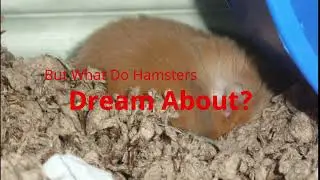 What Do Hamsters Dream?