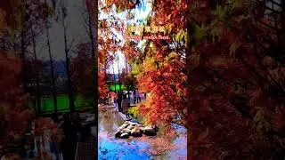 彩幻落羽松 2／Colorful bald cypress/Izau Yang／Music : Memory remains # Yumenglong