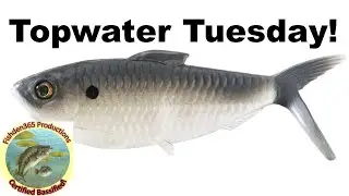 Is This Soft Plastic Lure Better Than Live Bait?