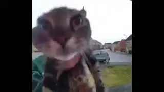 Cat speaking Japanese (REAL)