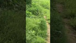 Snake dance and fight #challenge #nature #animalhunt #danger #interesting #snake