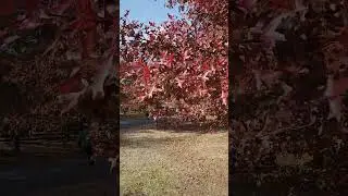 Mount Macedon Autumn leaves 2025 #goplaces1#streetview #autumn #melbourneaustralia