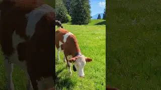 Бавария Германия F&uuml;ssen #жизньвгермании
