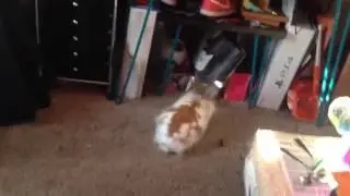 Bunny runs around