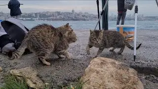Cats waiting in line to eat fish caught by fishermen