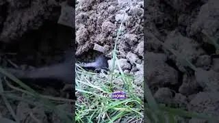 Mole:thank you for the useless concern #animals #shorts