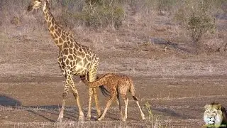 Very Cute. Baby Giraffe Nursing