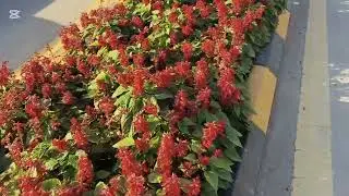Прекрасные цветы в саду